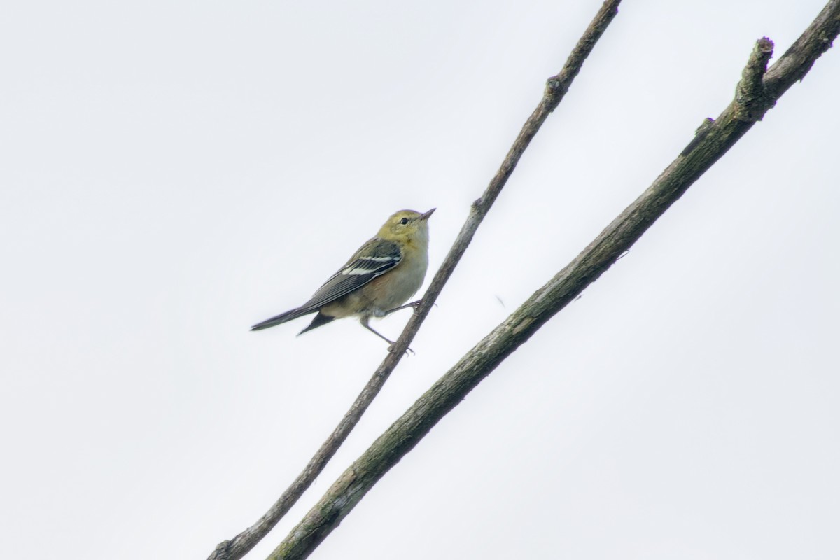 Bay-breasted Warbler - ML640368447