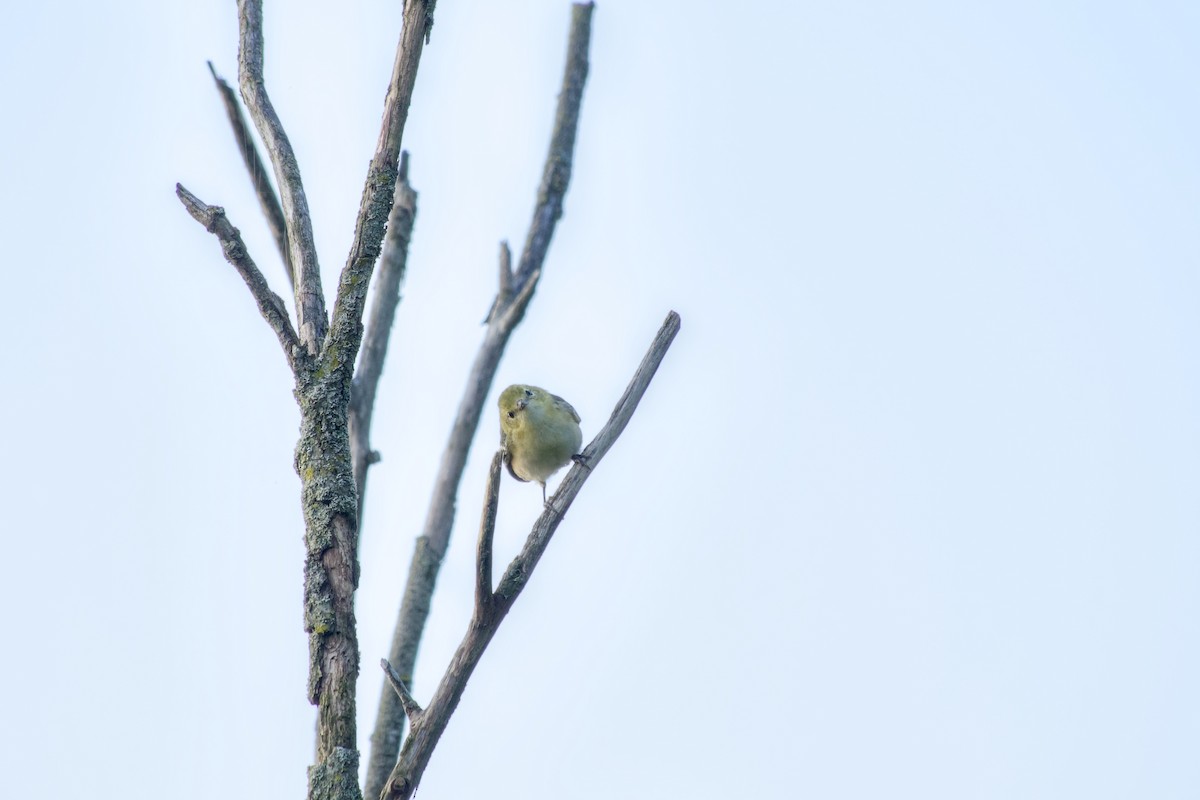 Bay-breasted Warbler - ML640368448