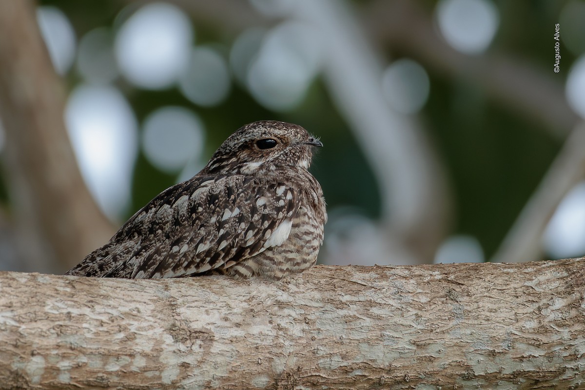Lesser Nighthawk - ML640368457