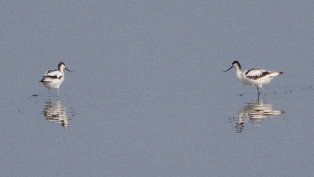 Pied Avocet - ML640368475