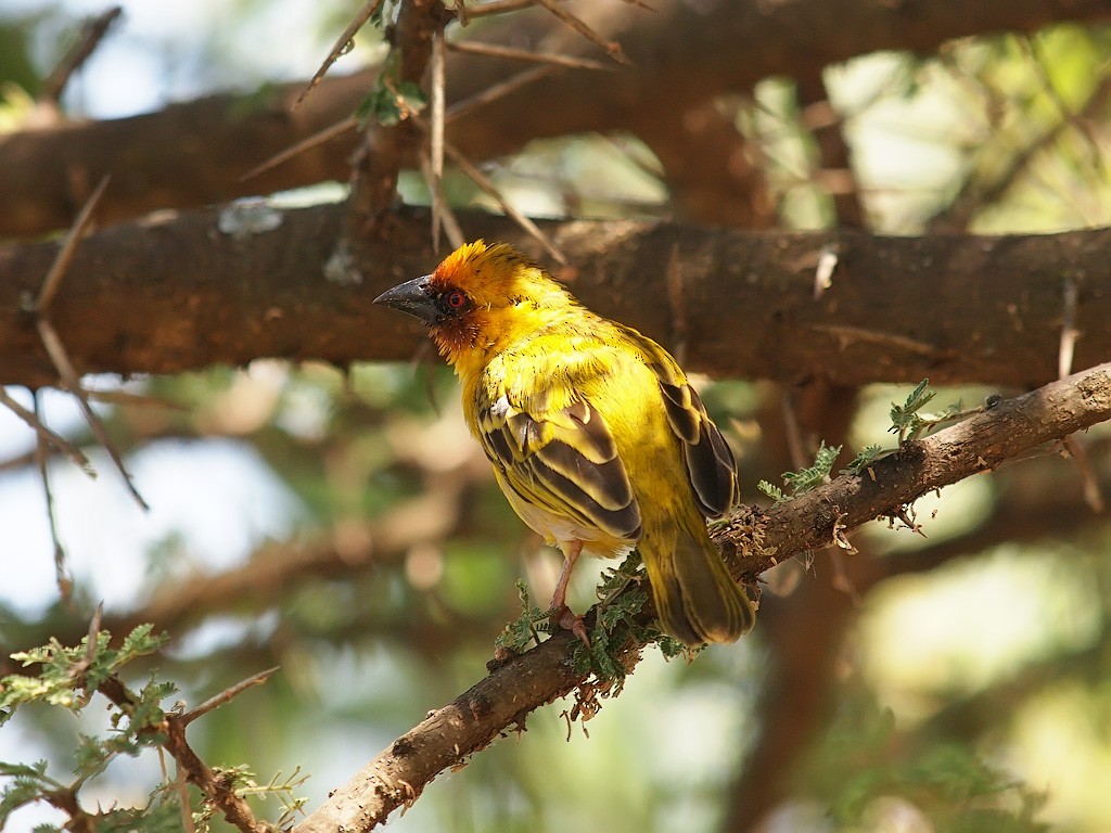 Rüppell's Weaver - ML640368488