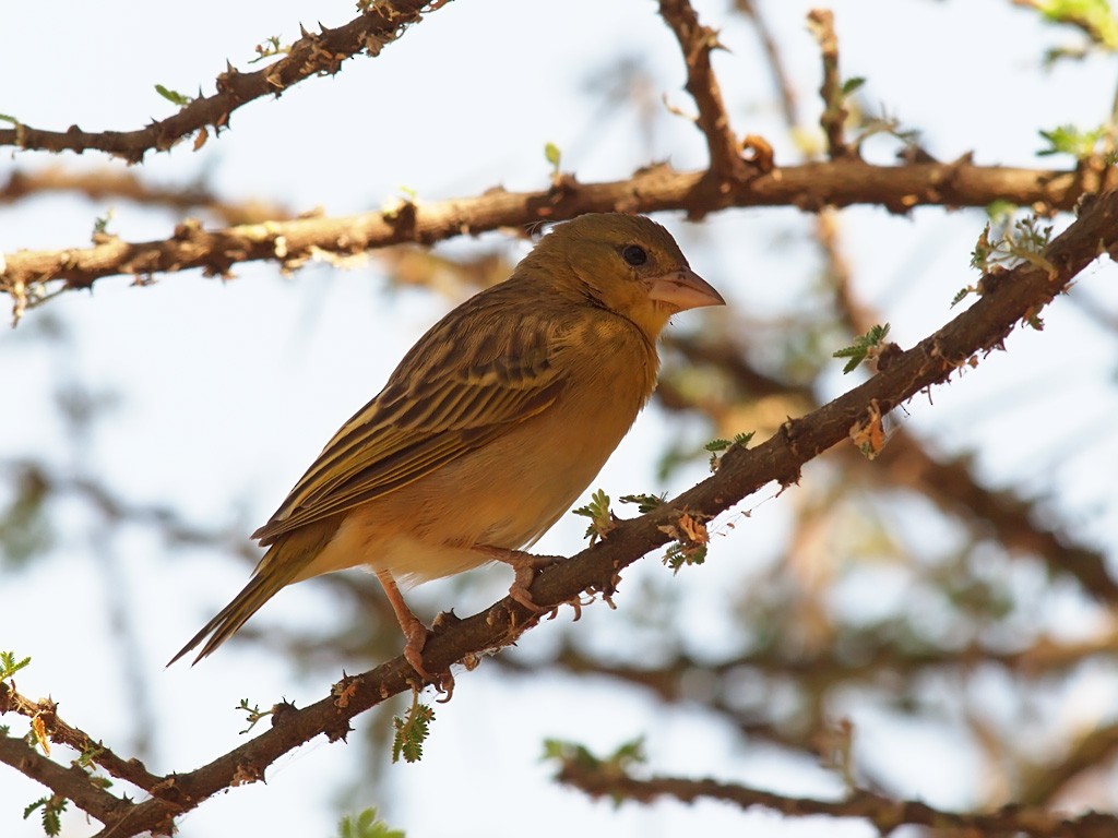 Rüppell's Weaver - ML640368501