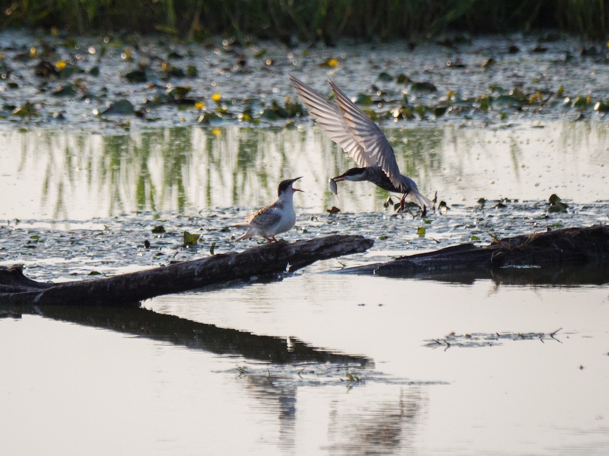Whiskered Tern - ML640368526