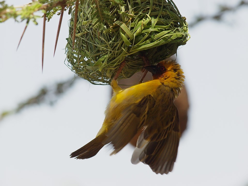 Rüppell's Weaver - ML640368531