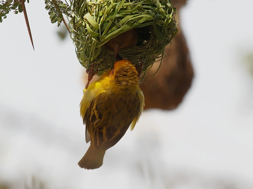 Rüppell's Weaver - ML640368546