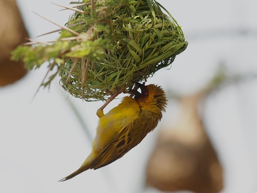 Rüppell's Weaver - ML640368547