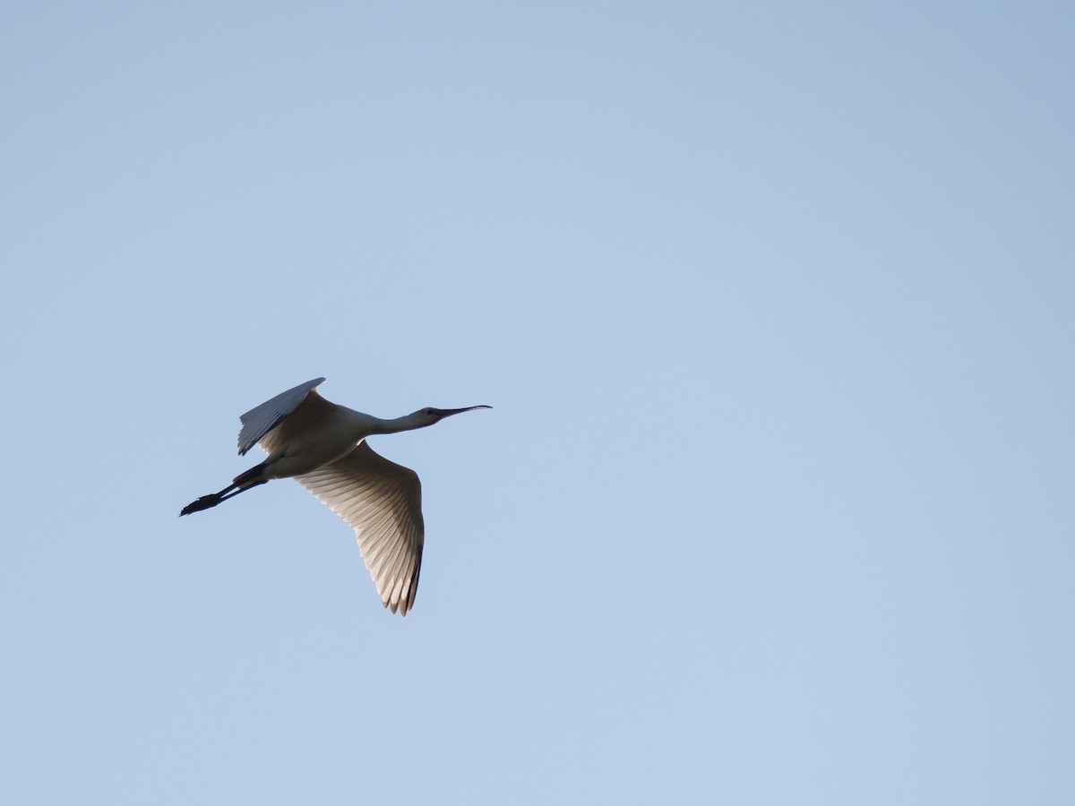 Eurasian Spoonbill - ML640368557