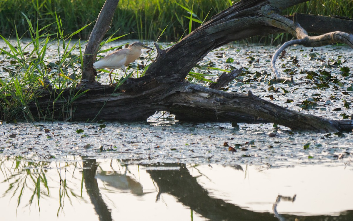 Squacco Heron - ML640368581