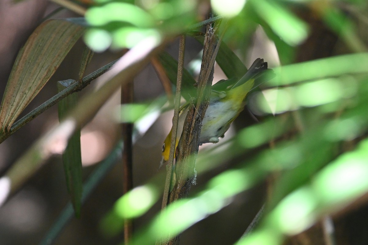 Ashy-bellied White-eye - ML640368597