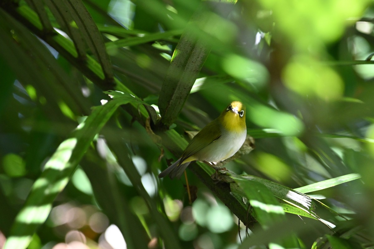 Ashy-bellied White-eye - ML640368598