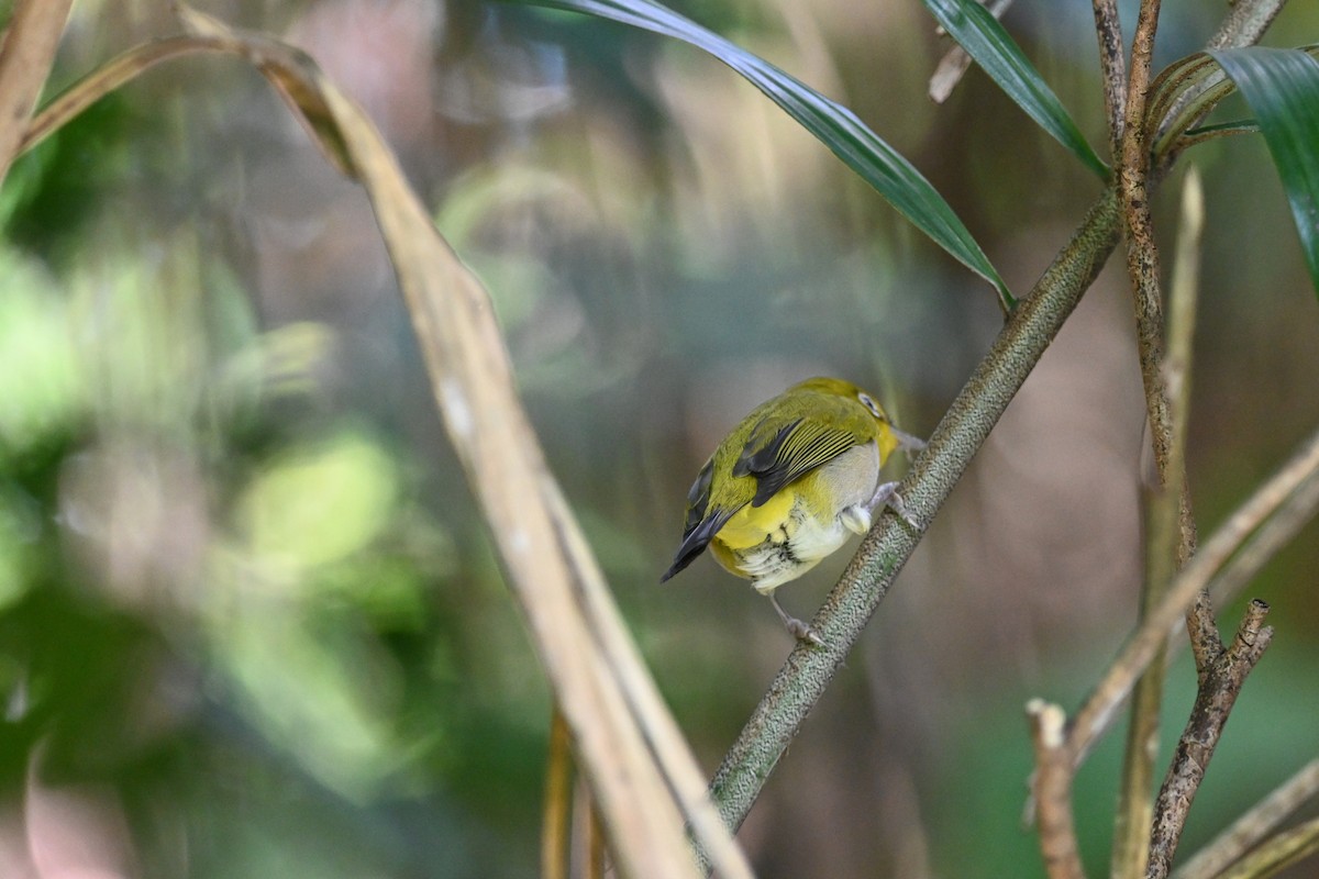 Ashy-bellied White-eye - ML640368599