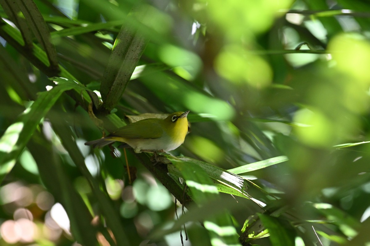 Ashy-bellied White-eye - ML640368600