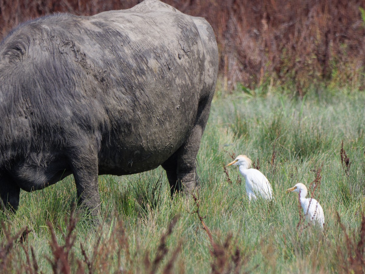 Western Cattle-Egret - ML640368620