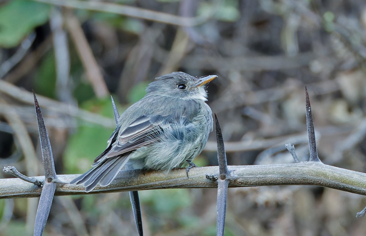 Tumbes Pewee - ML640368627