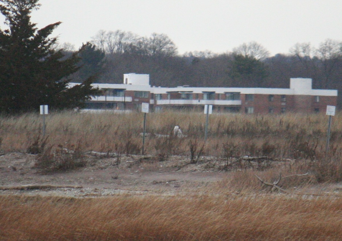 Snowy Owl - ML640368648