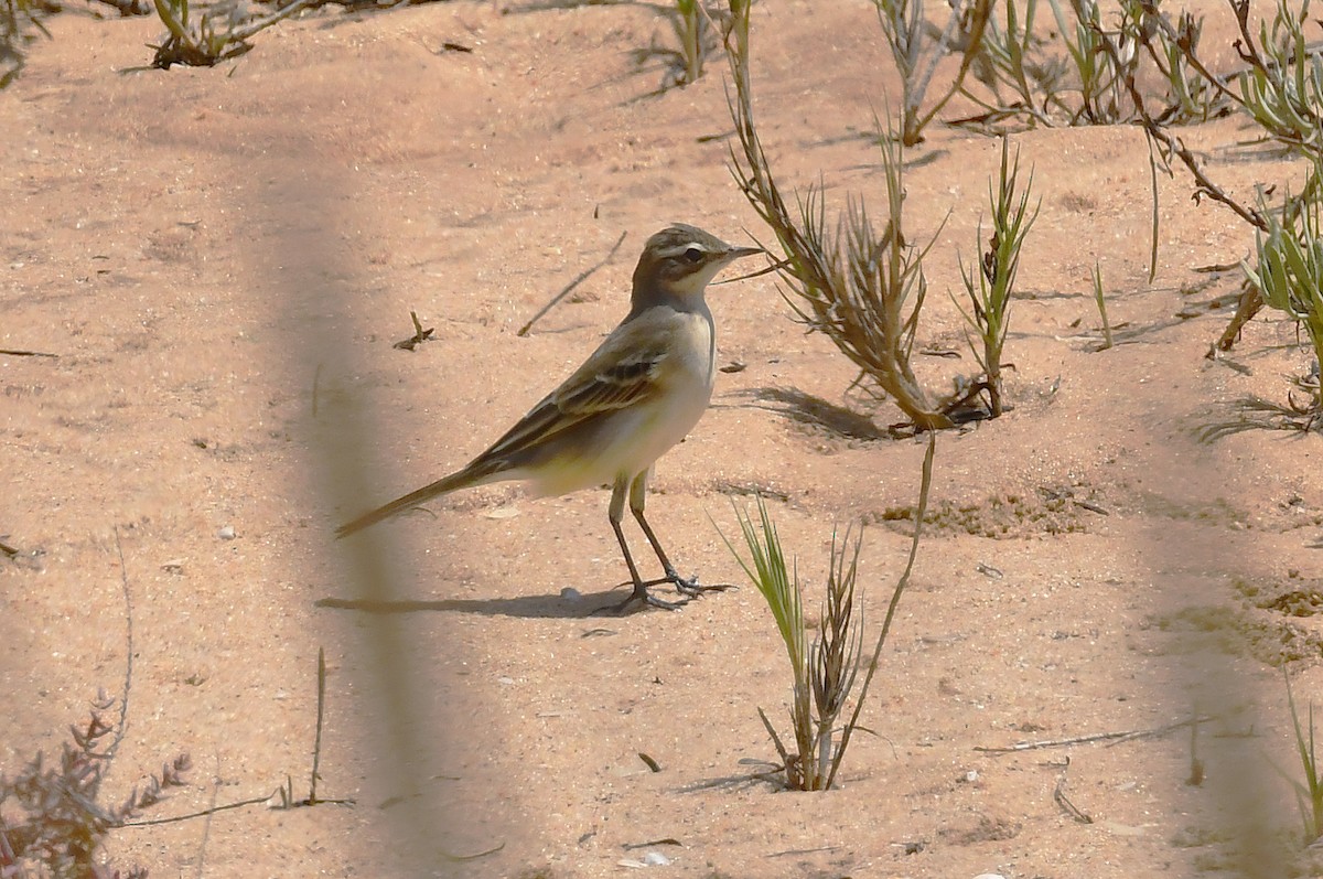 Western Yellow Wagtail - ML640368768