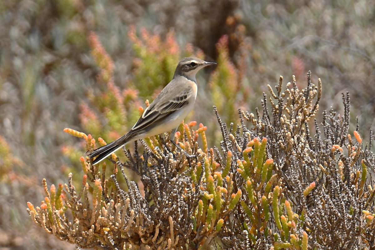 Western Yellow Wagtail - ML640368769