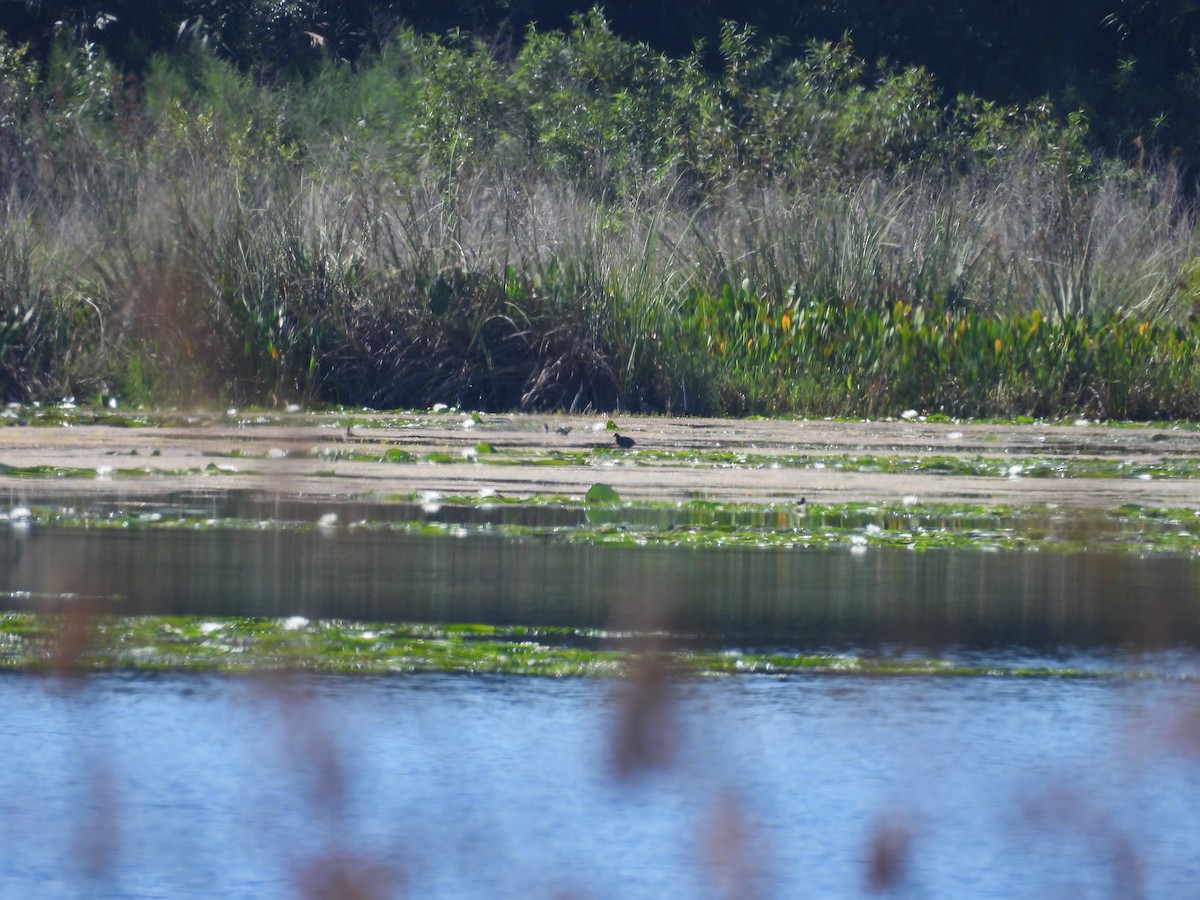 Purple Gallinule - ML640368775