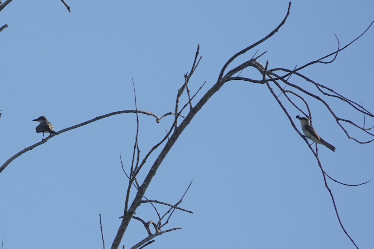 Gray Kingbird - ML640368842