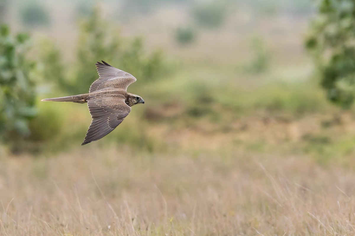 Laggar Falcon - ML640368883