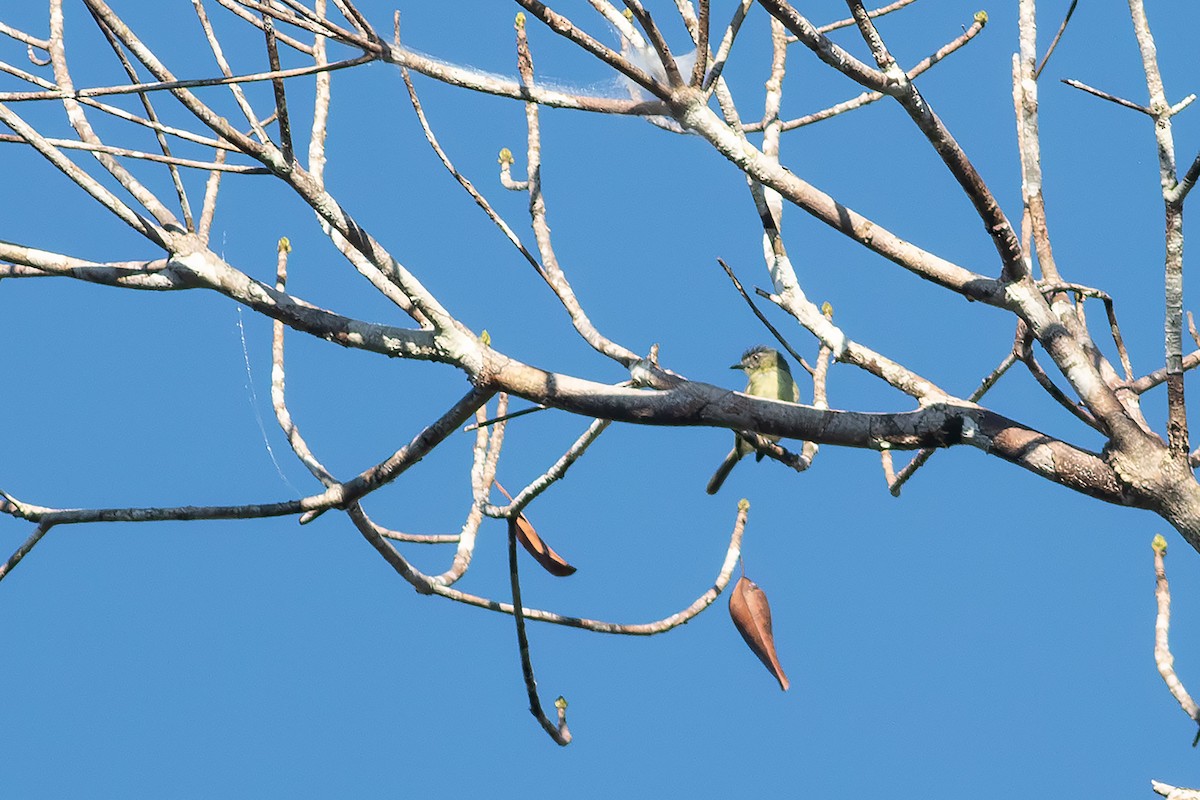olivenhodeflatnebb - ML640368890