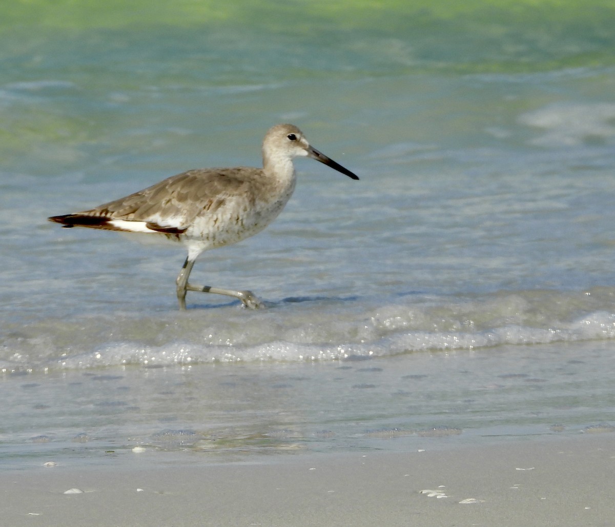 Willet - ML640368892
