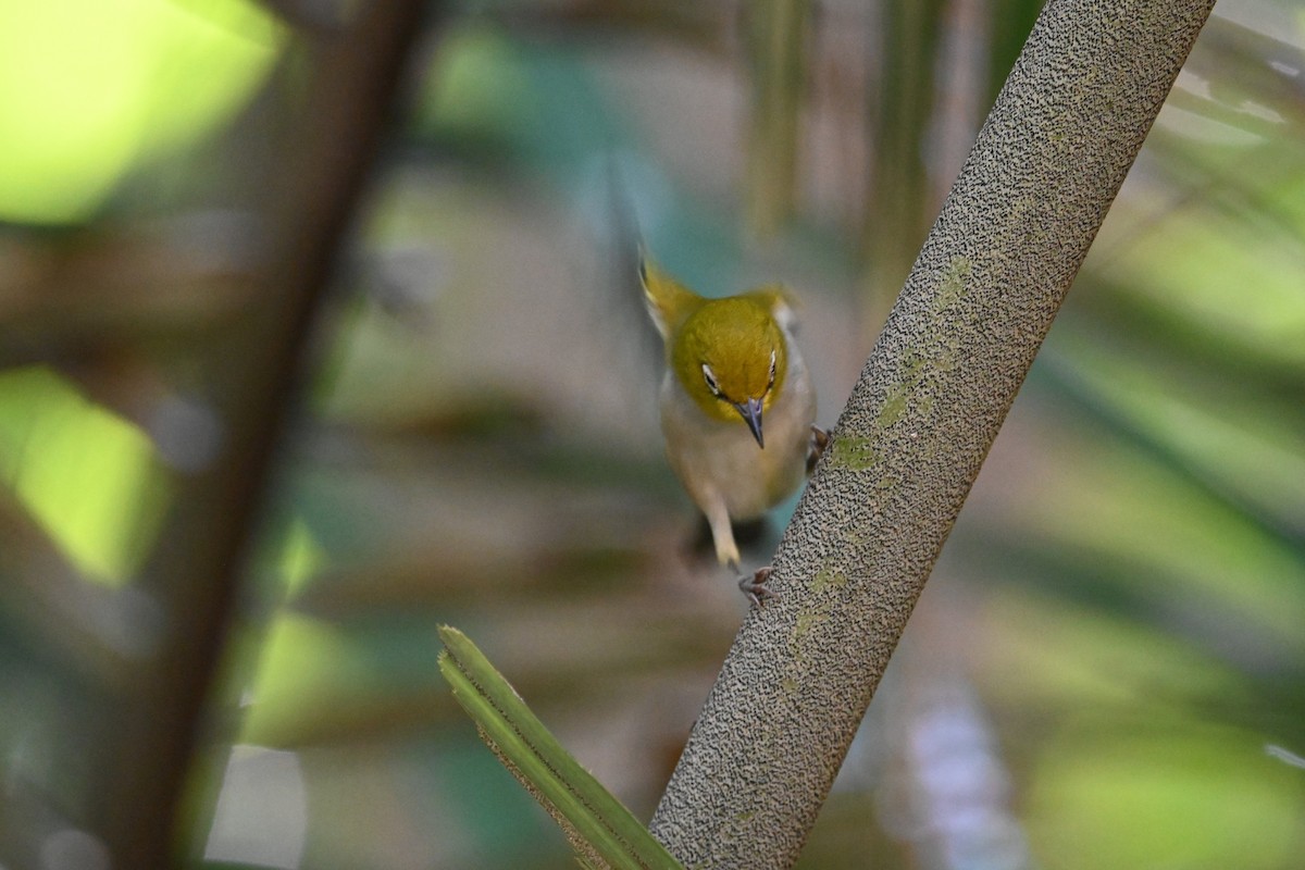 Ashy-bellied White-eye - ML640368899