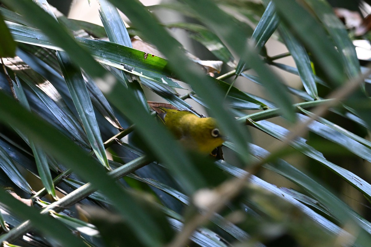 Ashy-bellied White-eye - ML640368900