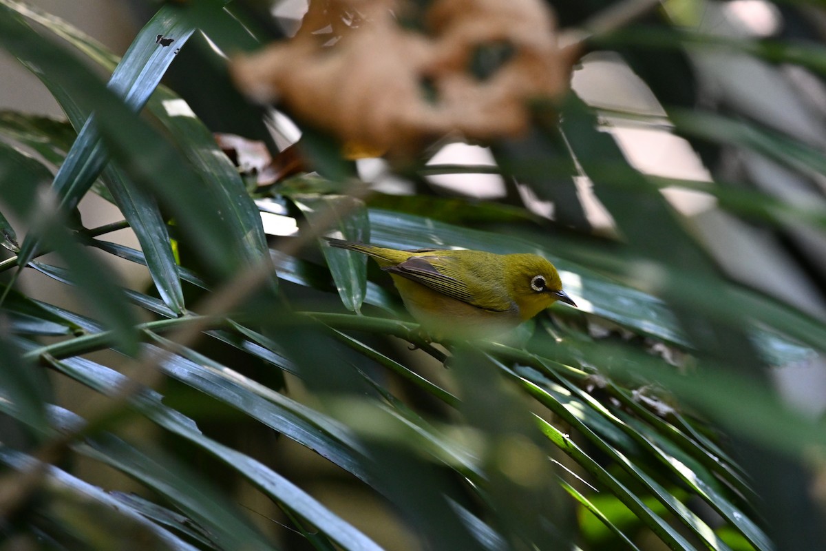 Ashy-bellied White-eye - ML640368901