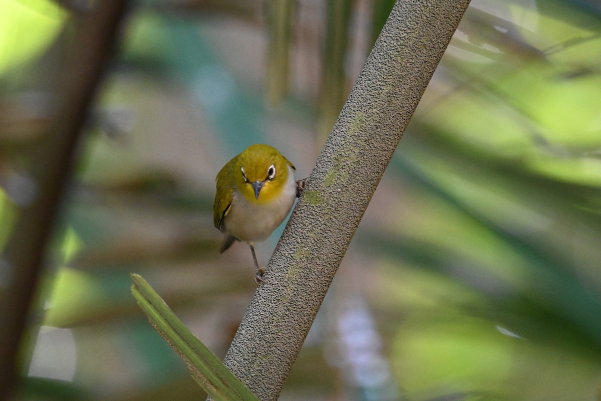 Ashy-bellied White-eye - ML640368902