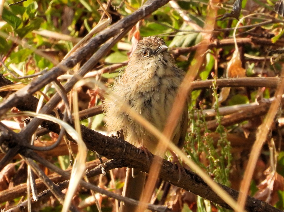 Himalayan Prinia - ML640368903