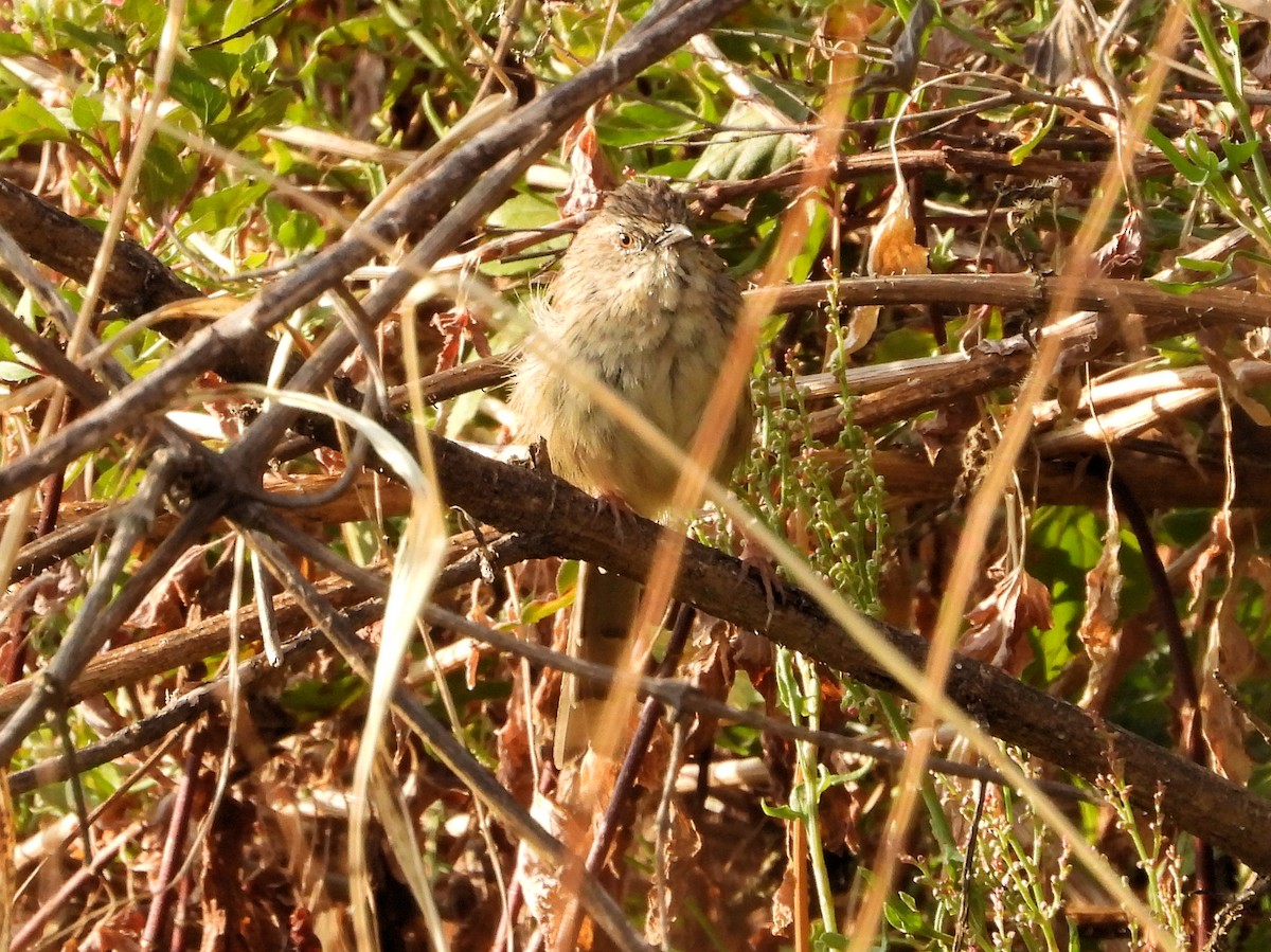 Himalayan Prinia - ML640368904