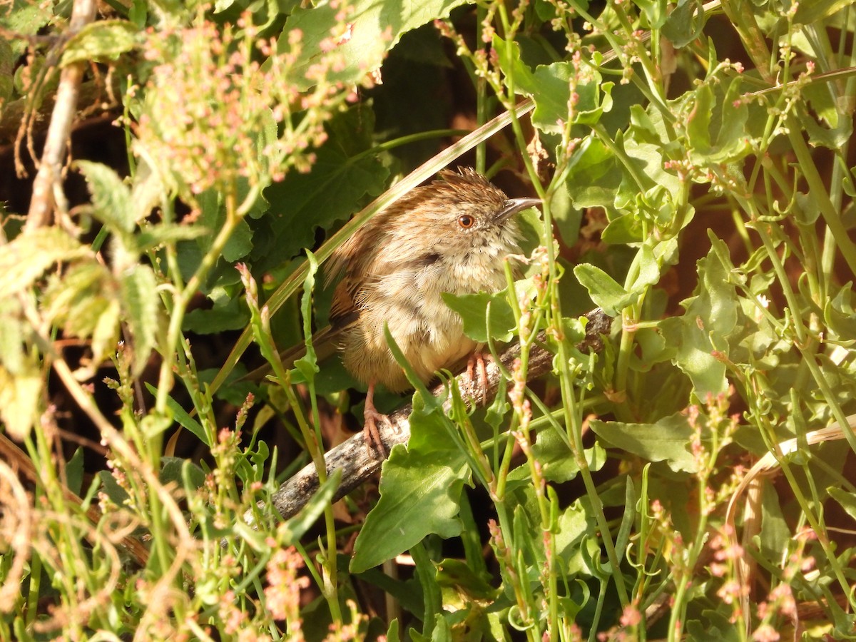 Himalayan Prinia - ML640368905