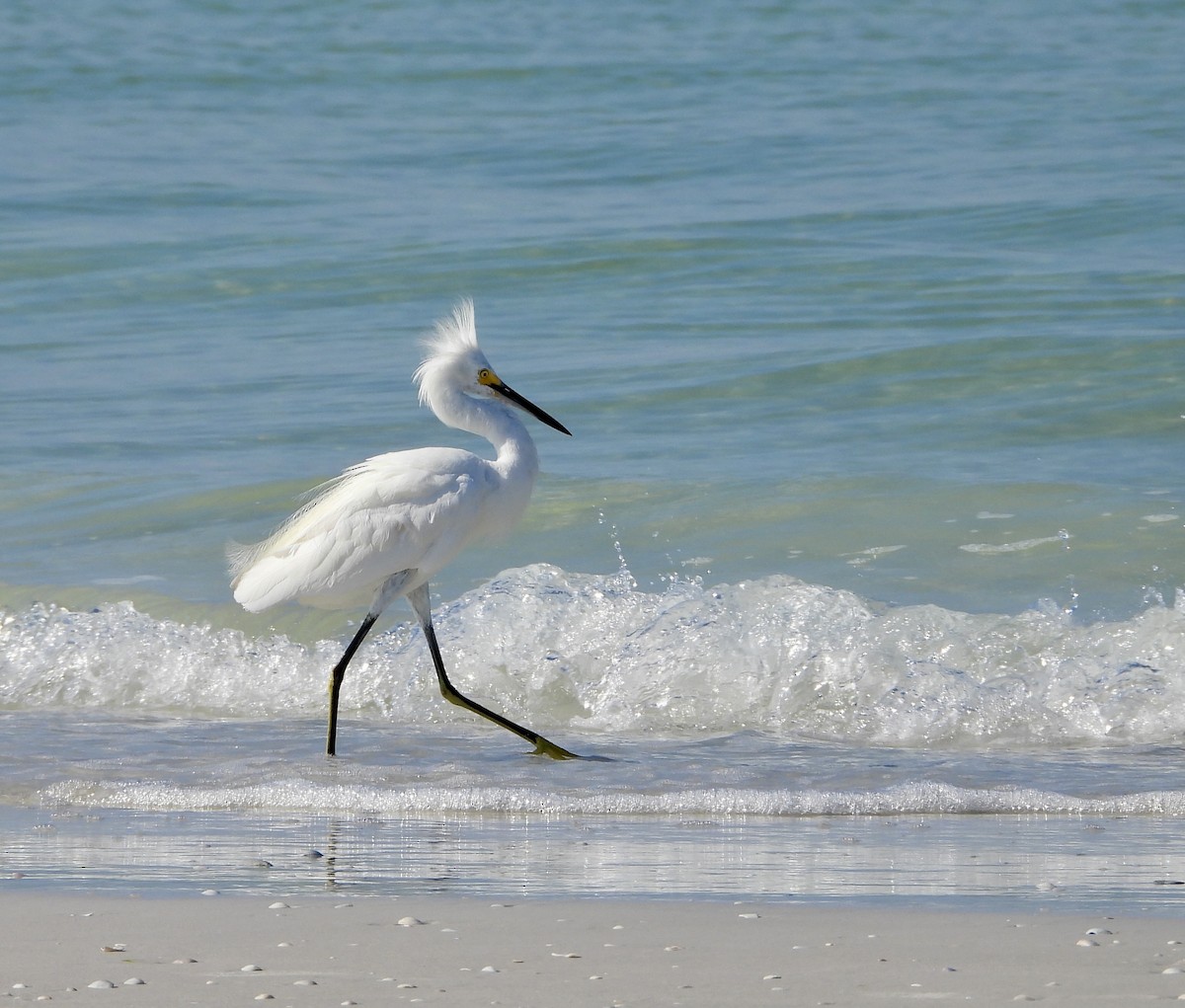 Snowy Egret - ML640368915