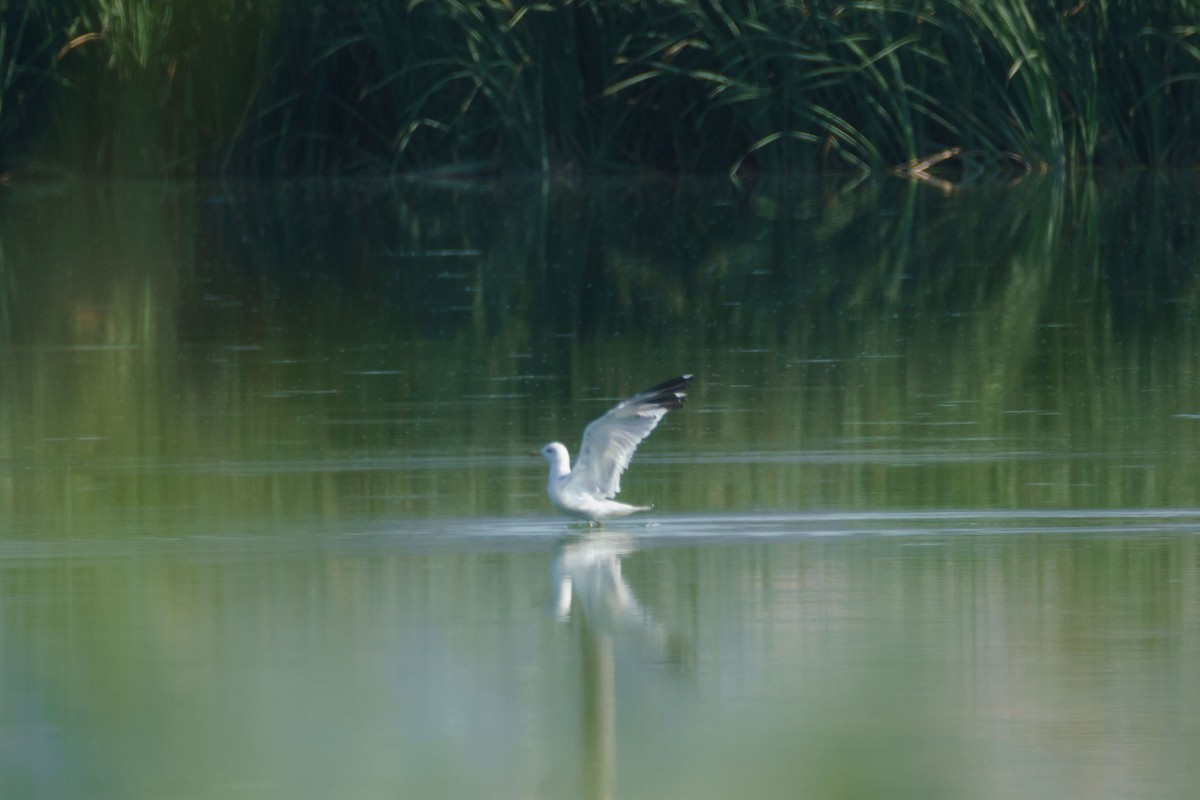 Yellow-legged Gull - ML640369018