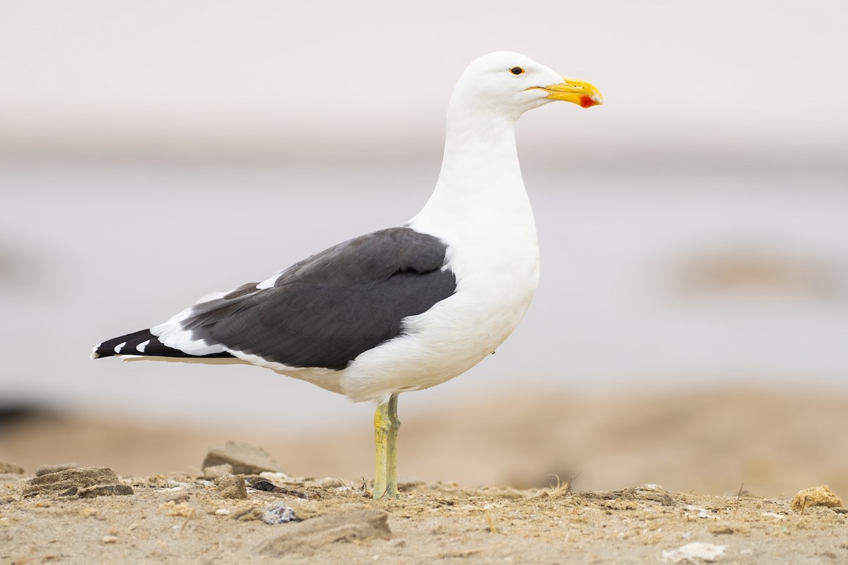 Kelp Gull - ML640369094