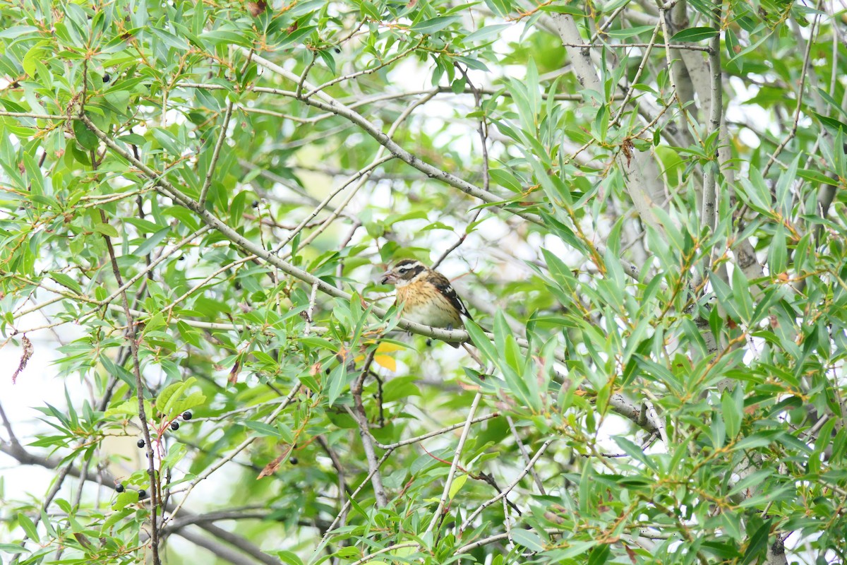 Rose-breasted Grosbeak - ML640369178