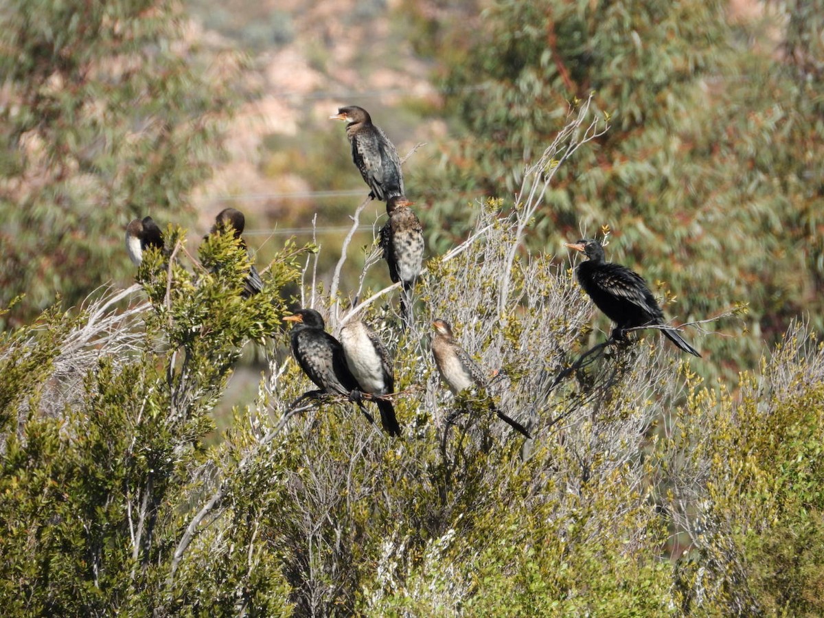 Reed Cormorant - ML640369243