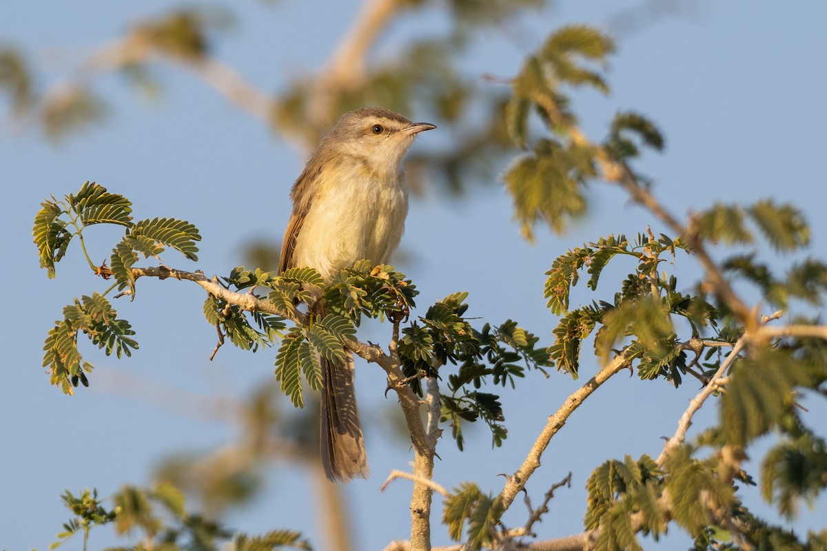 Black-chested Prinia - ML640369246