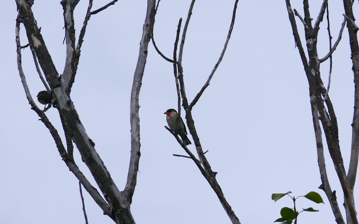 Rose-breasted Grosbeak - ML640369264