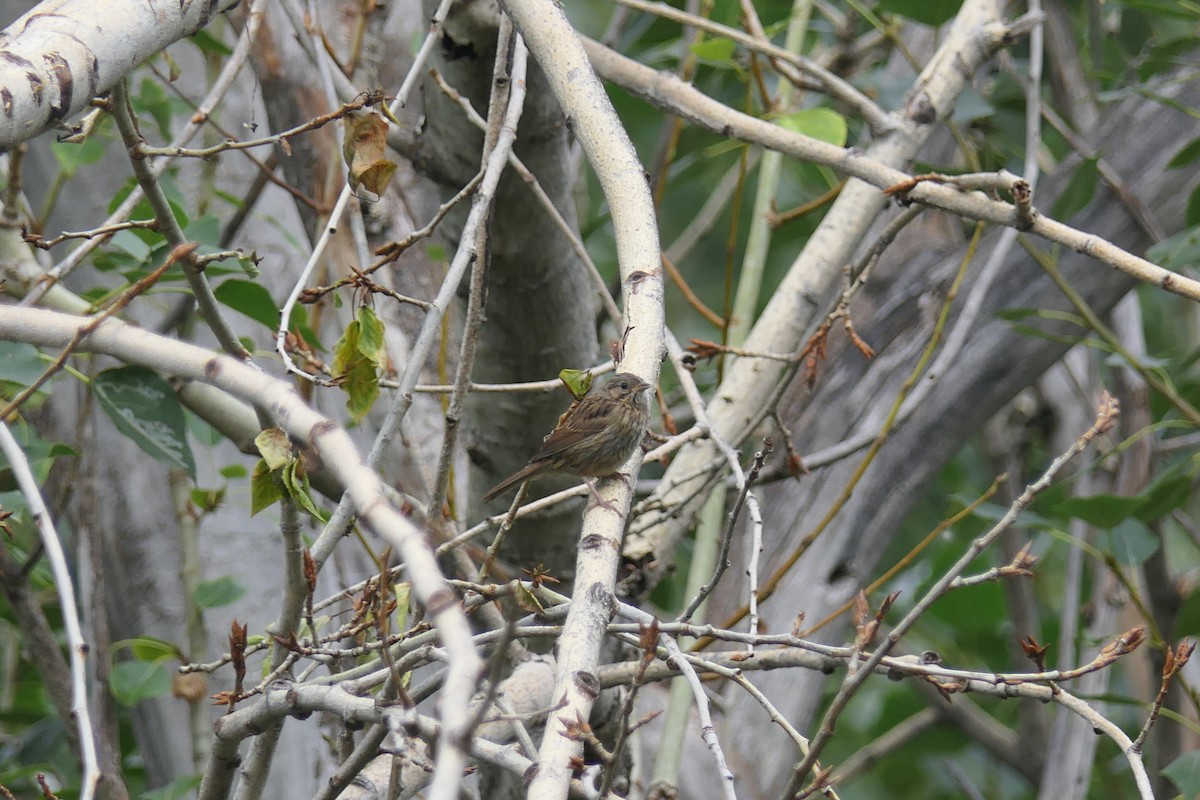 Lincoln's Sparrow - ML640369284