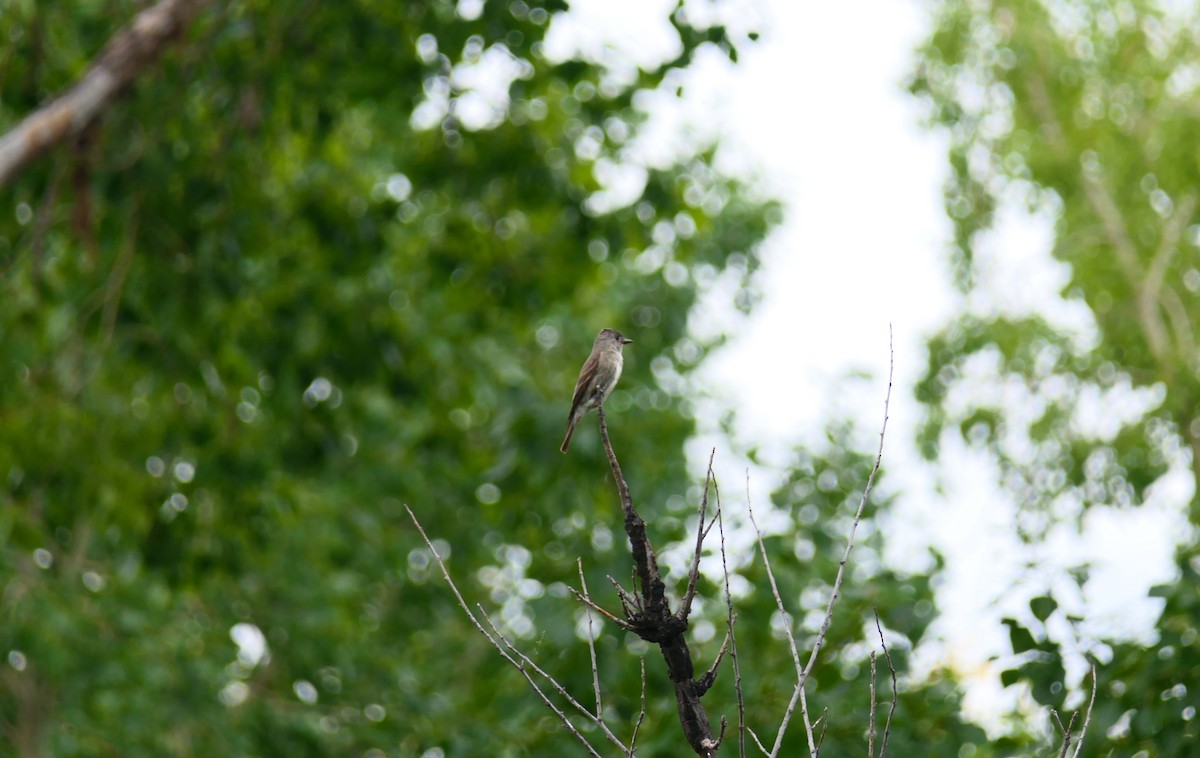 Olive-sided Flycatcher - ML640369316