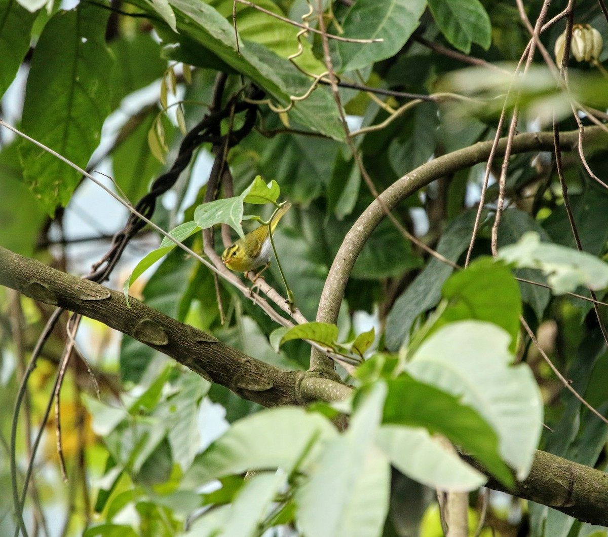 Yellow-vented Warbler - ML640369335