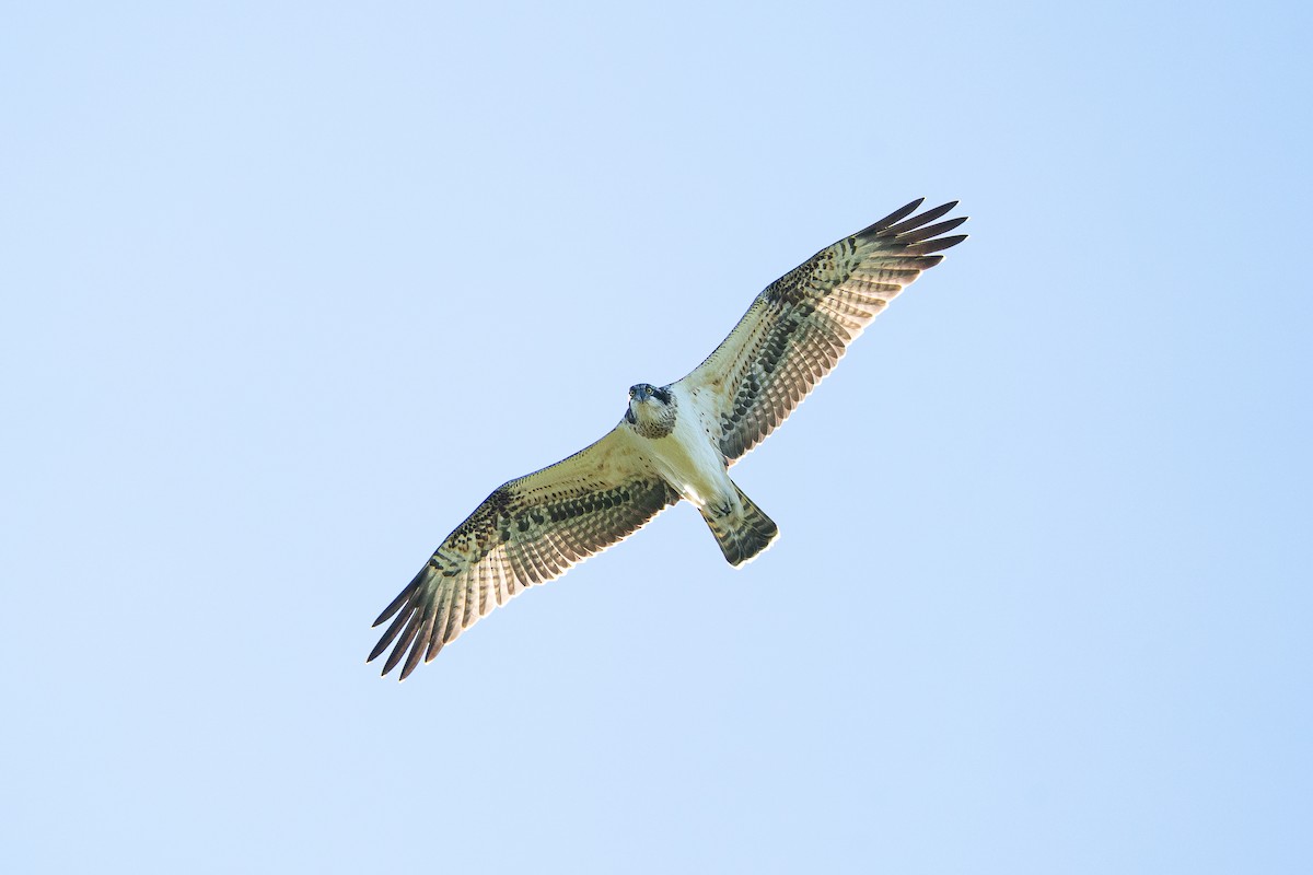 Osprey (Eurasian) - ML640369350