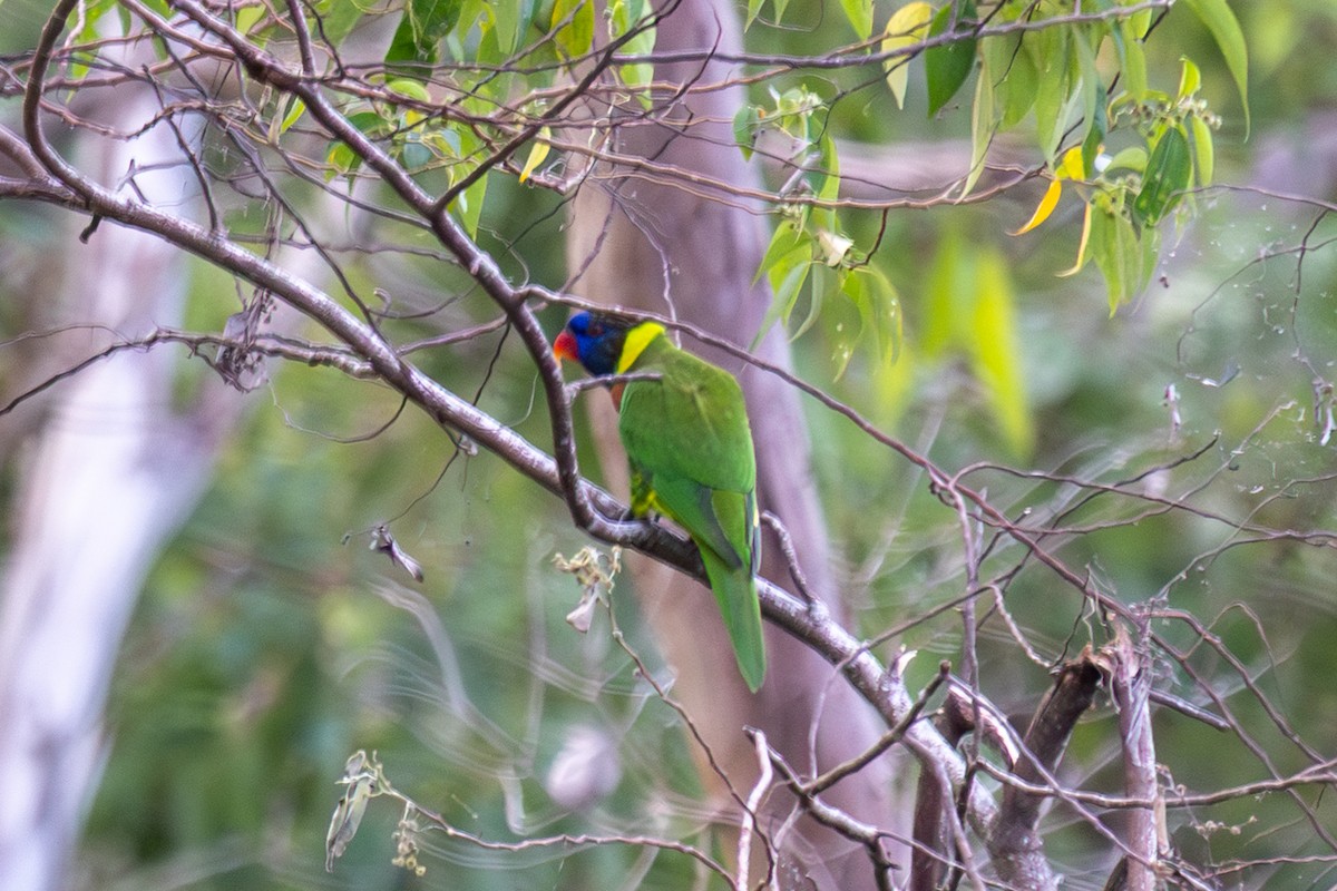 Coconut Lorikeet - ML640369401