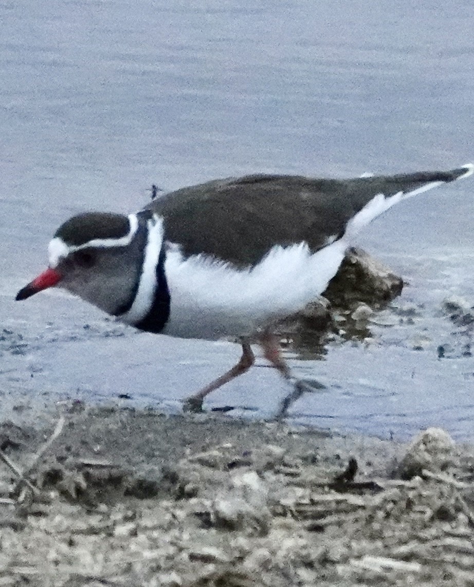 hvitkranslo - ML640369405