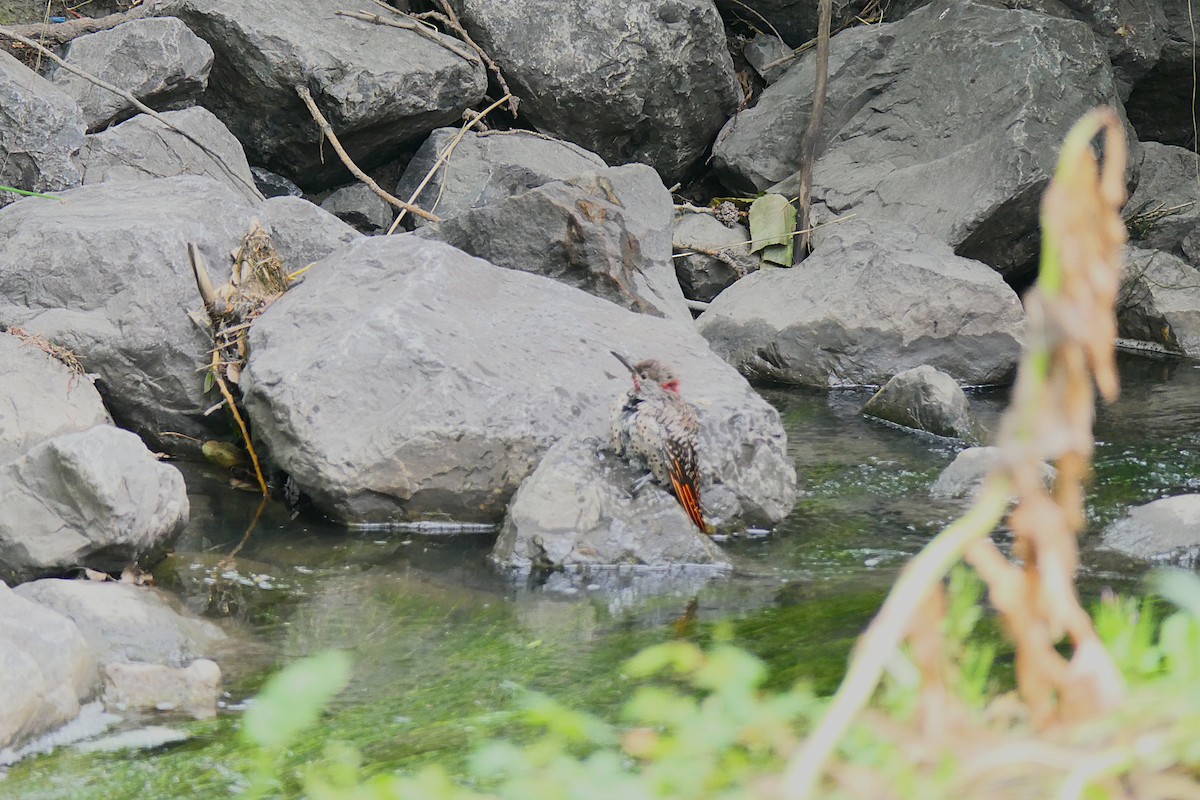 Northern Flicker - ML640369427