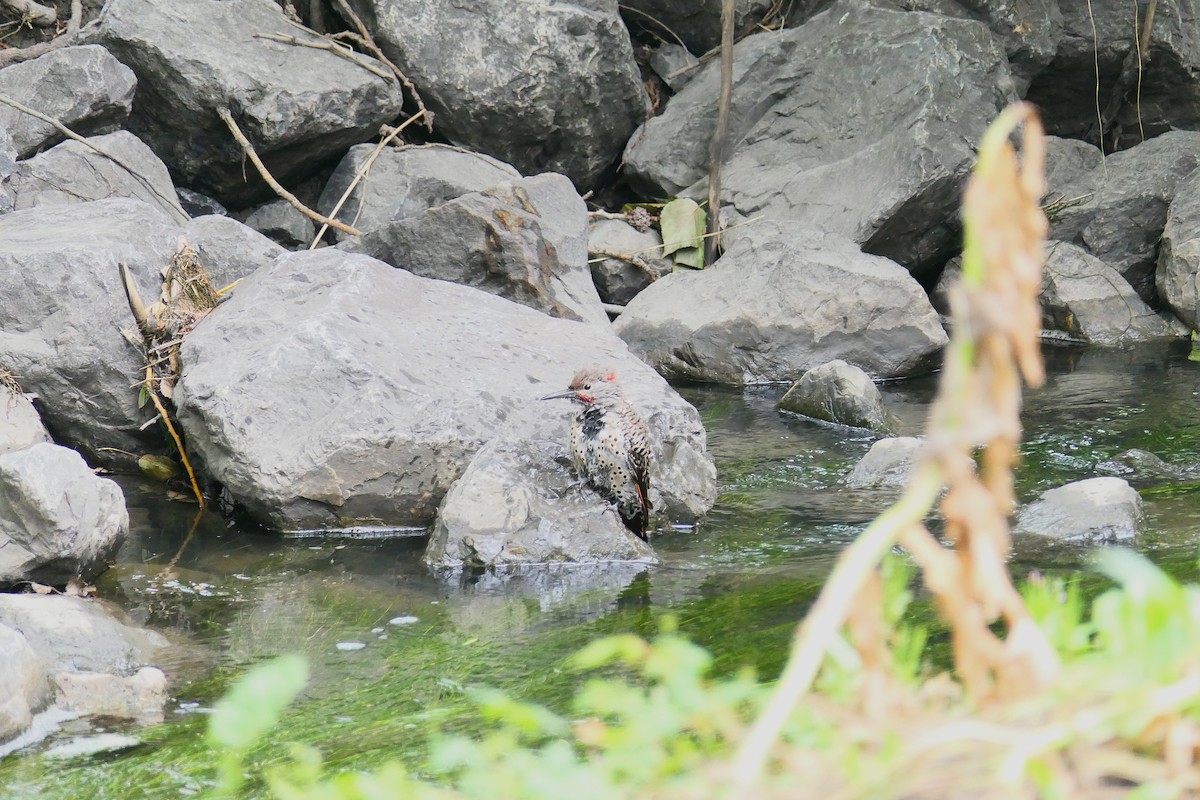Northern Flicker - ML640369430