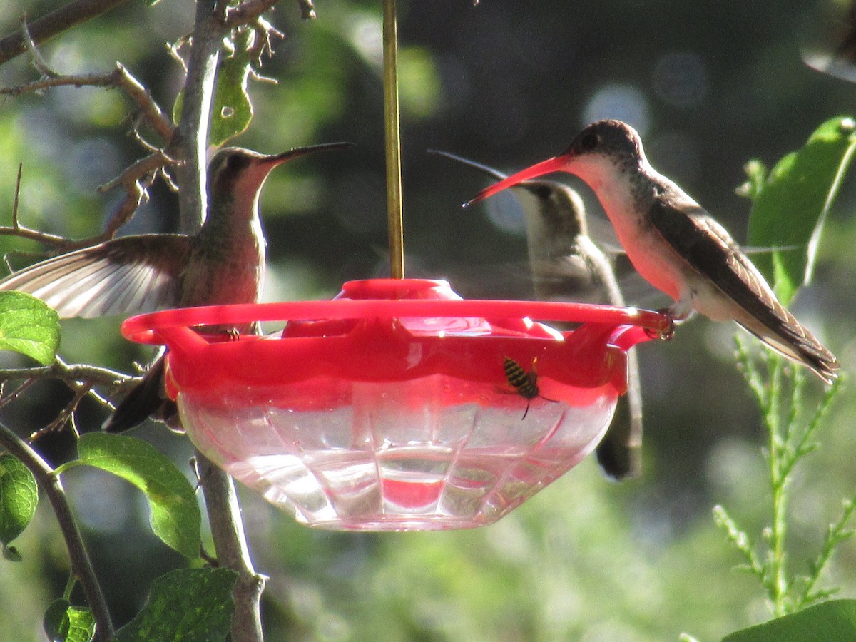 Violet-crowned Hummingbird - ML640369455
