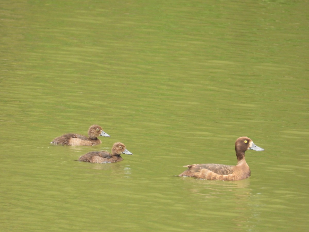 Tufted Duck - ML640369500